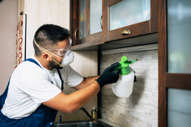 Best Flea Control Services  in Key Vista, FL