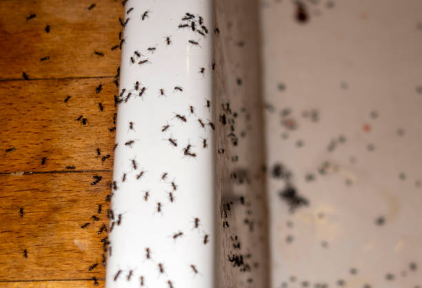 Best Affordable Pest Control Services  in Key Vista, FL