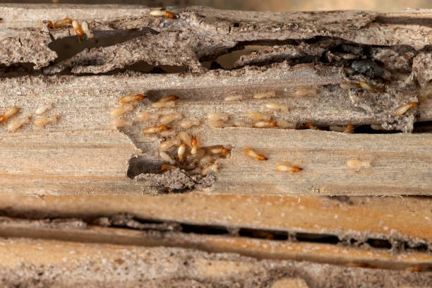 Best Pest Removal Services  in Key Vista, FL