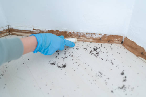 Best Exterminator Services  in Key Vista, FL