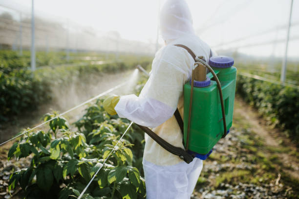 Best Emergency Pest Control  in Key Vista, FL